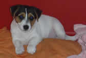 Bree