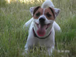 clea