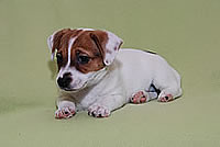 clea