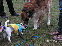 coursing