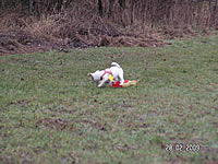coursing