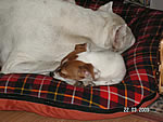 clea