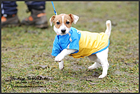 coursing