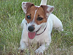 coursing