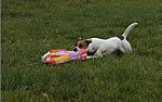 coursing