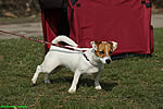 coursing