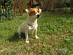 clea