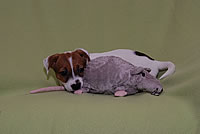 clea