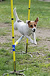 agility