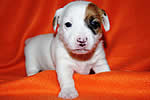 Abrix