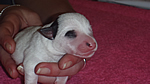pandicka